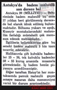 Antakya’da Badem Mahsulü Son Derece Bol-21 Ağustos 1954-Milliyet/The Almond Harvest in Antakya Is Exceptionally Abundant — 21 August 1954