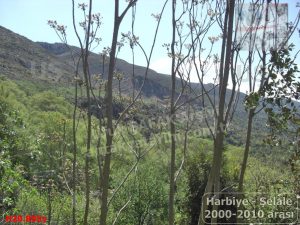 Harbiye Fotoğrafları 2000-2009 H-İK2